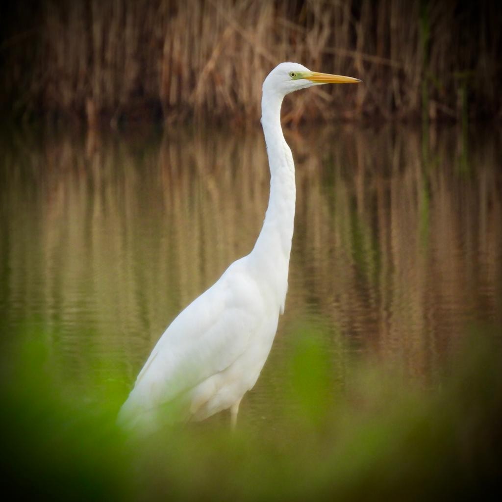 Great Egret - ML609706943