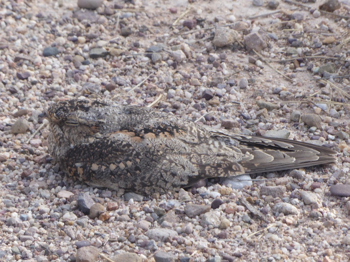 Common Poorwill - ML609706944