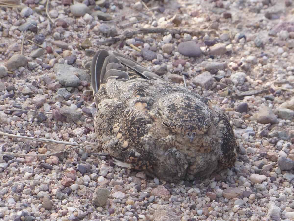 Common Poorwill - ML609706945