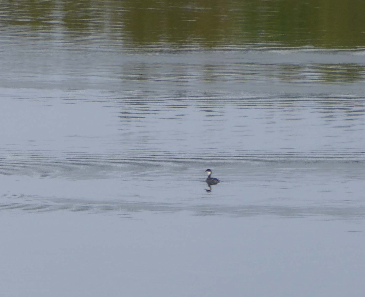 Horned Grebe - ML609706985