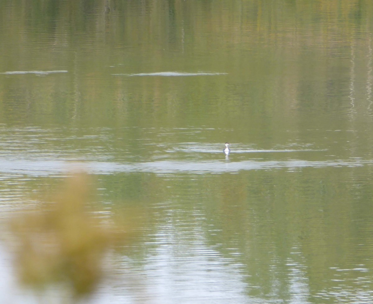 Horned Grebe - ML609706986