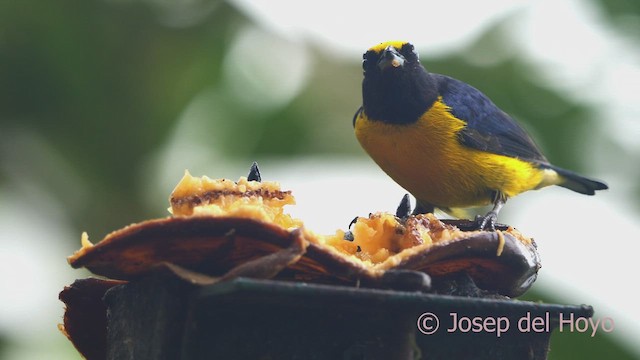 Orange-bellied Euphonia - ML609706997