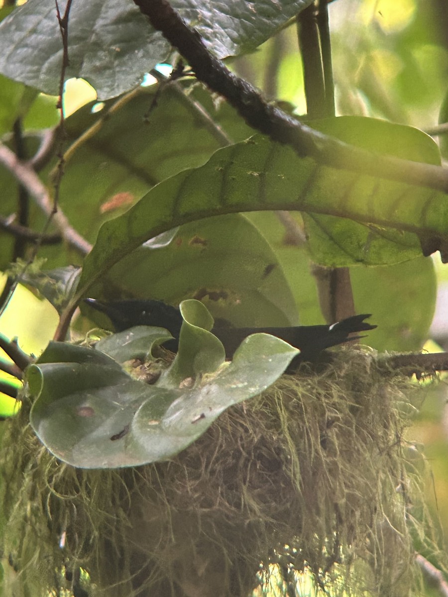 Taveuni Silktail - ML609707064