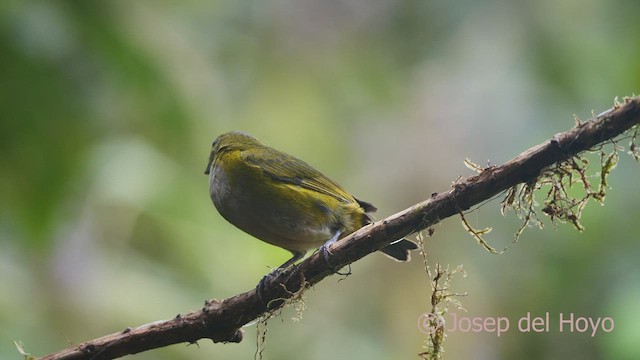 Orange-bellied Euphonia - ML609707074