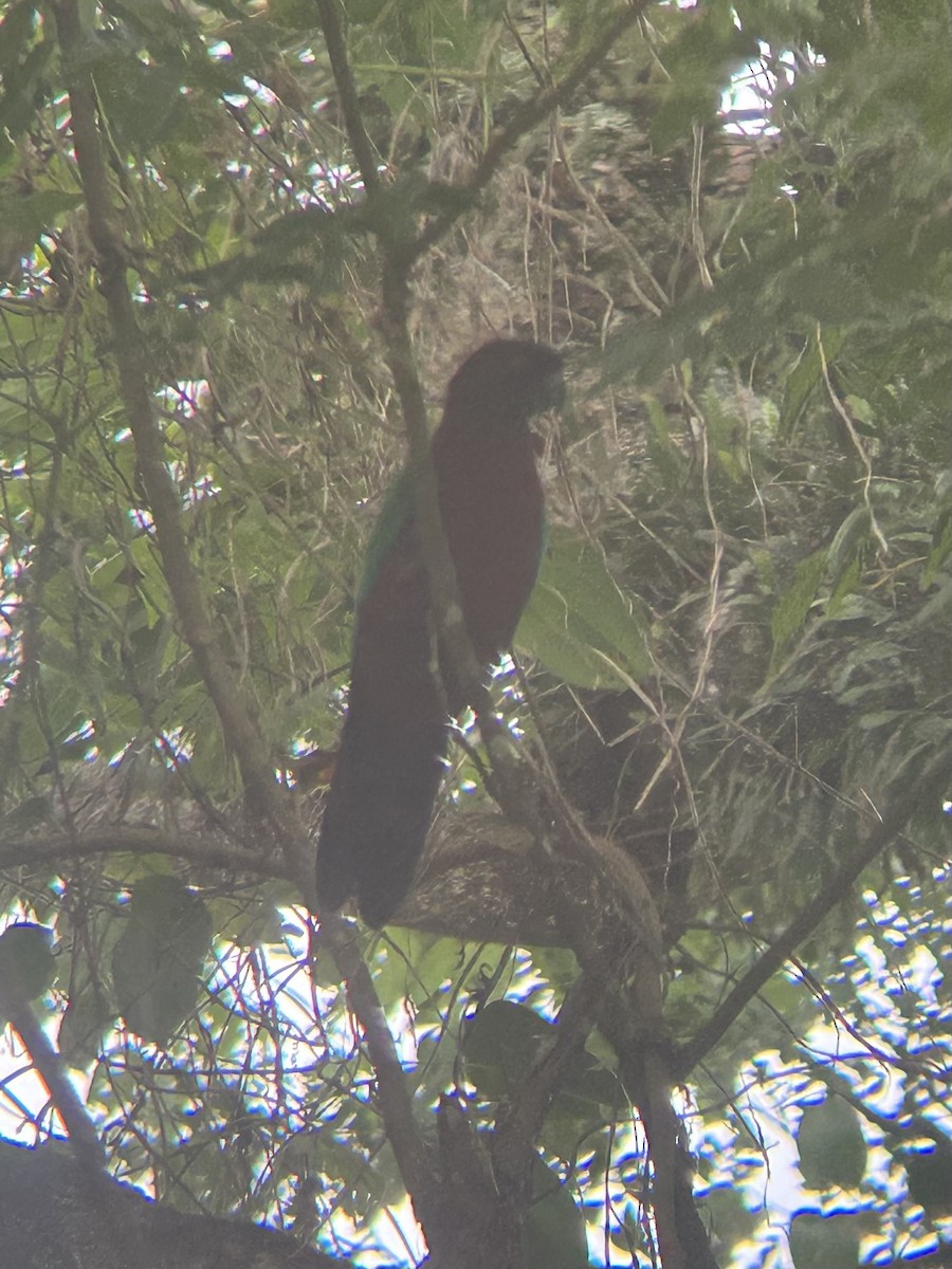 Red Shining-Parrot - ML609707134