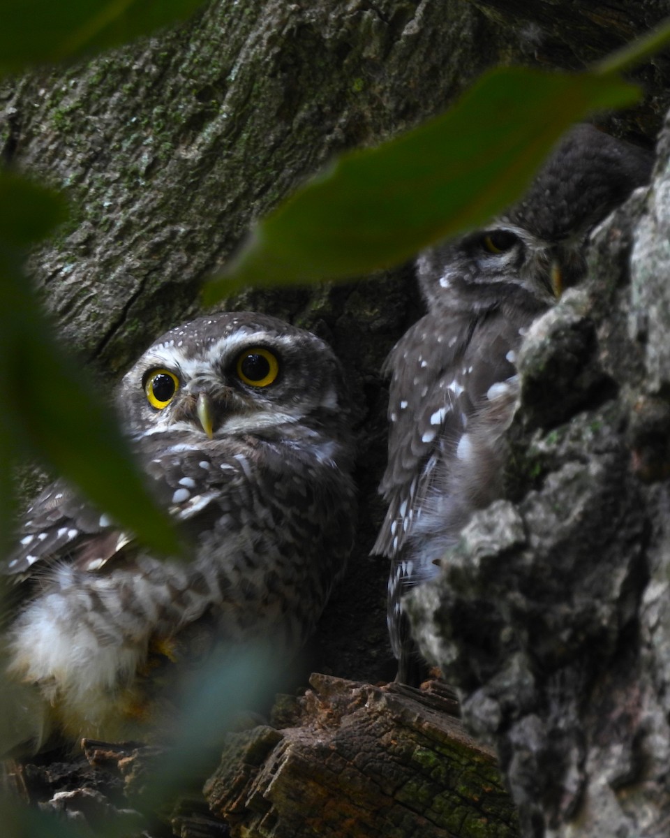Spotted Owlet - ML609707167