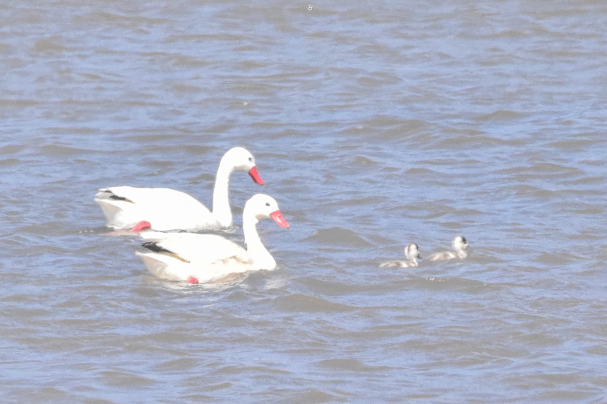 Coscoroba Swan - ML609707198