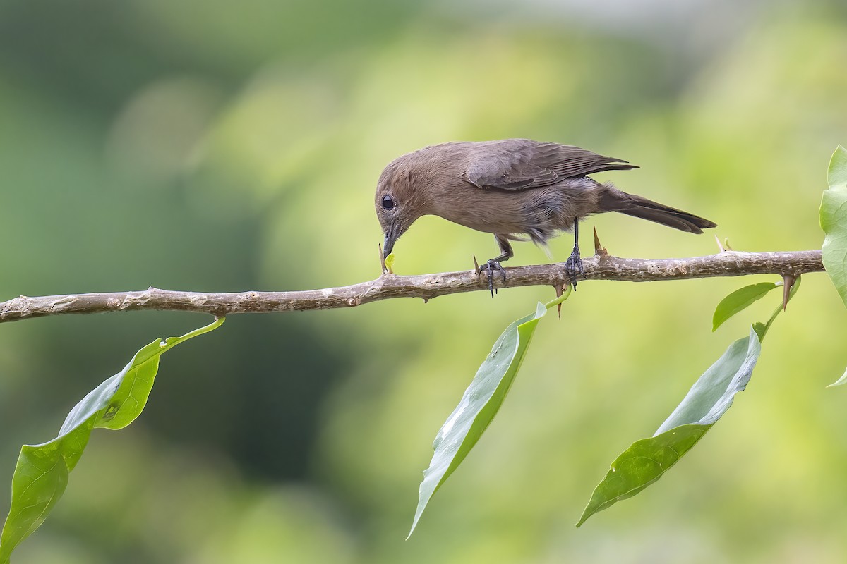 Brown Rock Chat - ML609707202