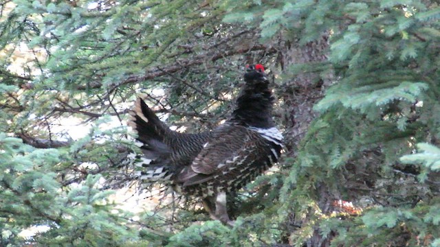 Spruce Grouse - ML609707206