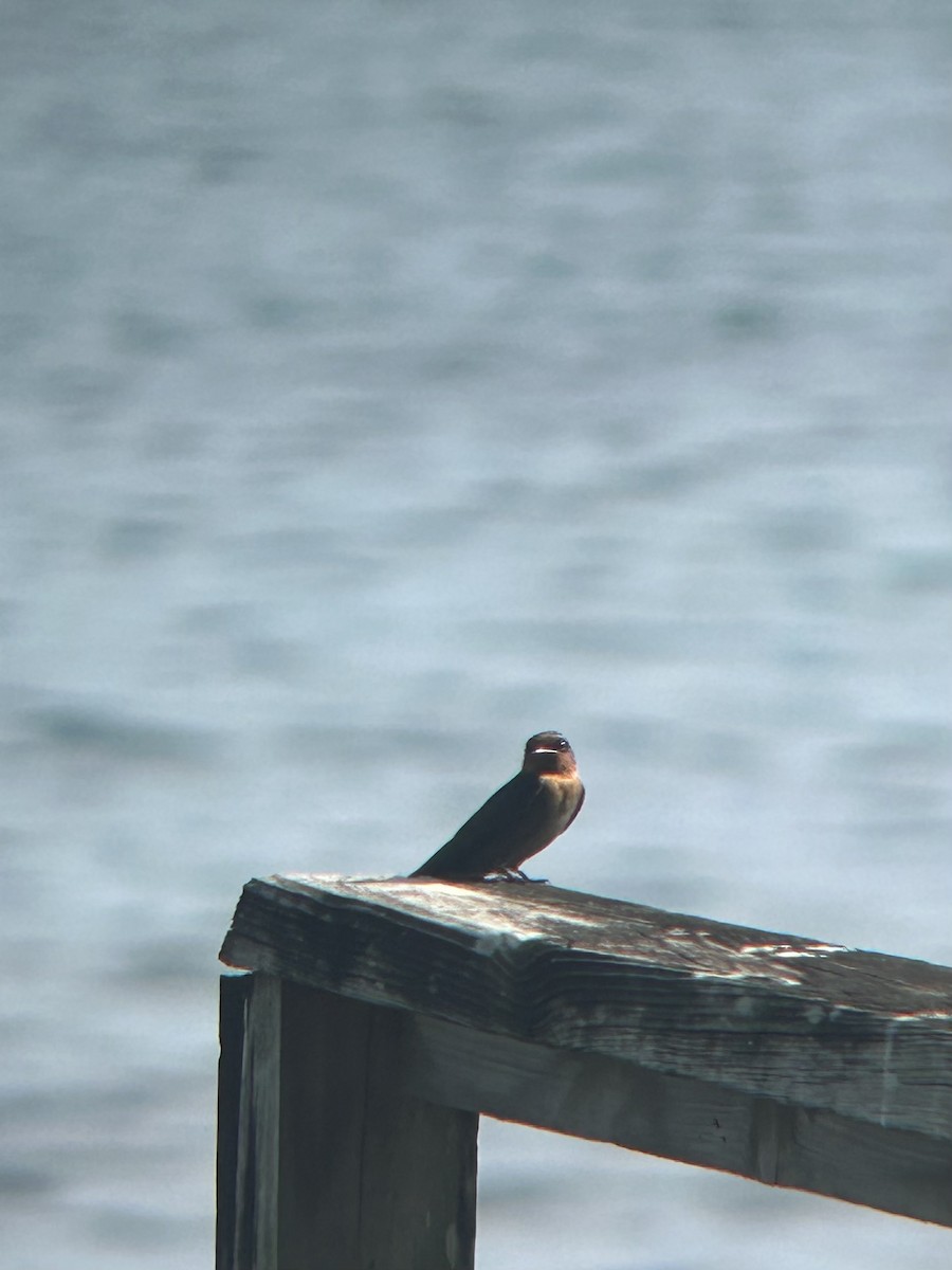 Golondrina del Pacífico - ML609707220