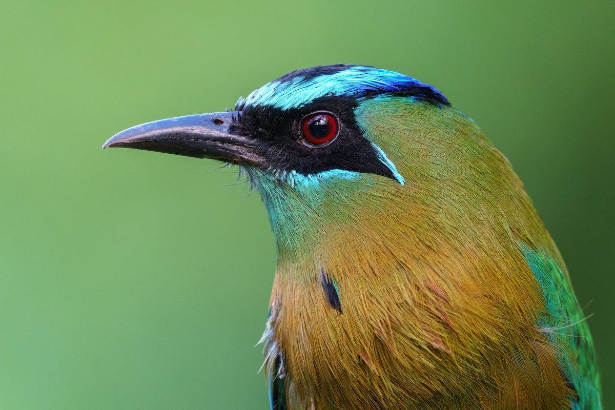 Lesson's Motmot - Jeff Hapeman