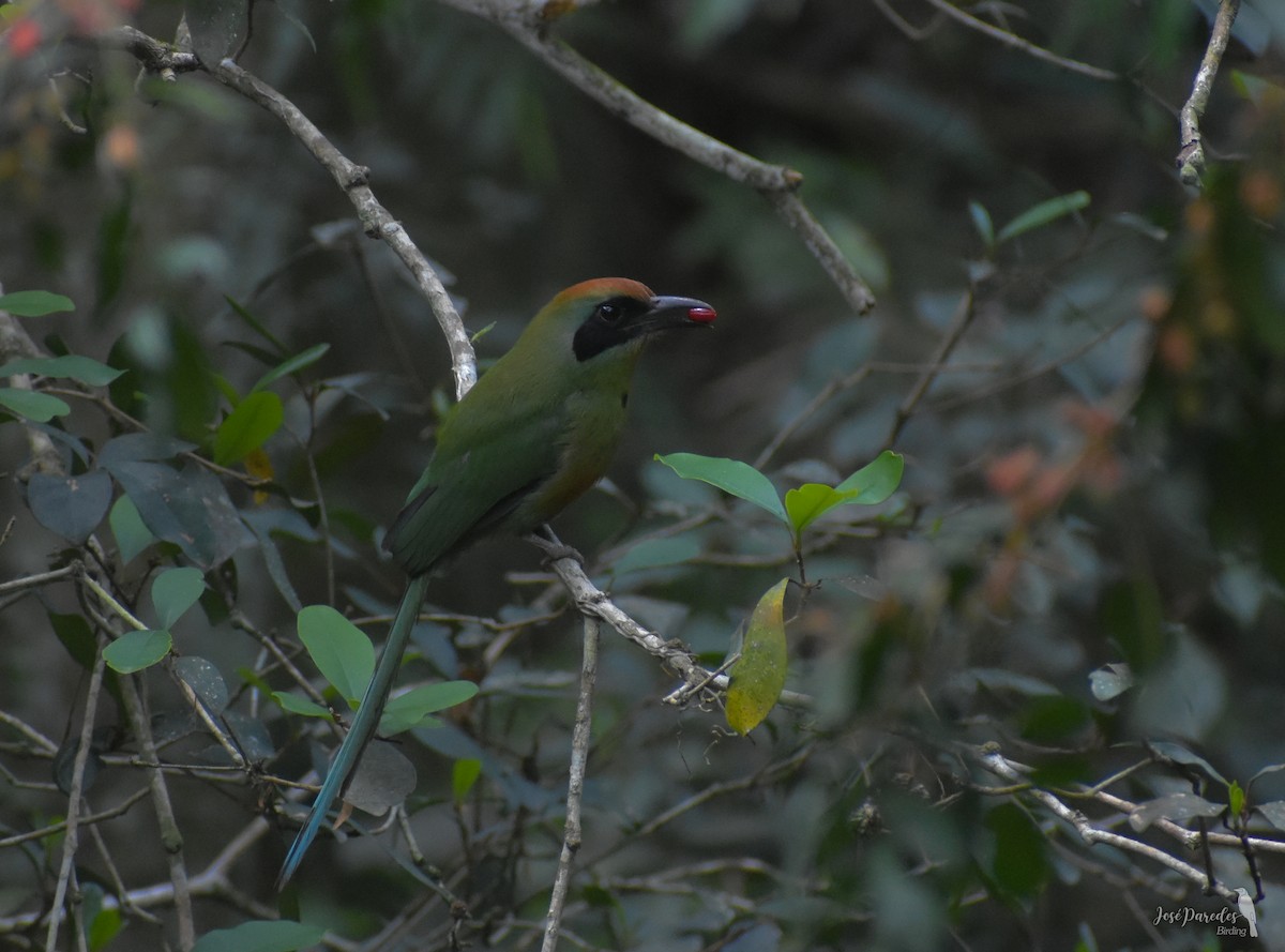 Rufous-capped Motmot - José Maria Paredes