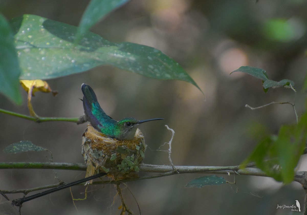 Violet-capped Woodnymph - José Maria Paredes