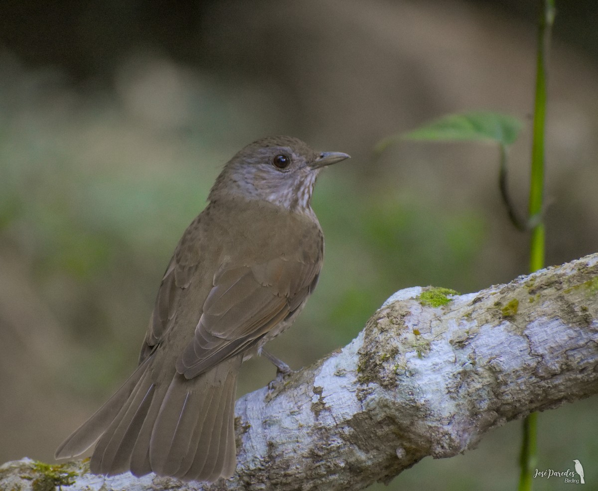 Pale-breasted Thrush - José Maria Paredes