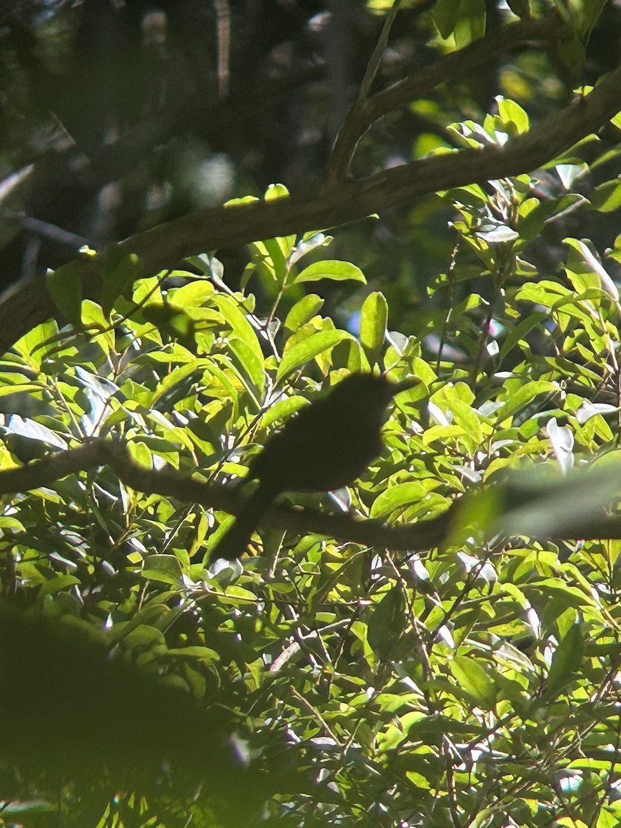 Fiji Shrikebill - ML609707413