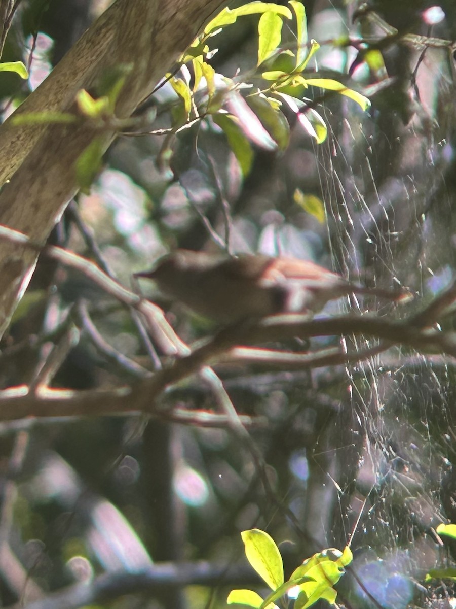 Fiji Shrikebill - ML609707414