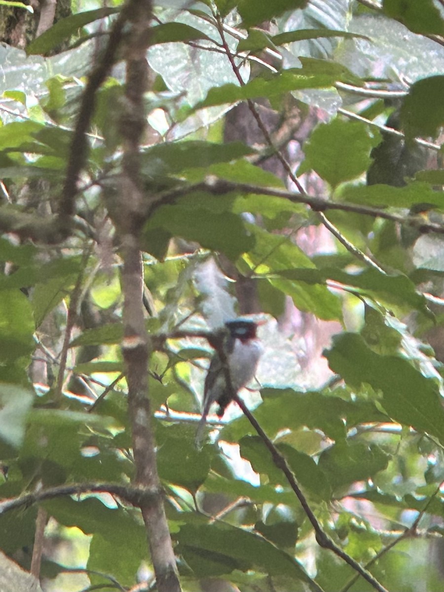 Chestnut-throated Flycatcher - ML609707424