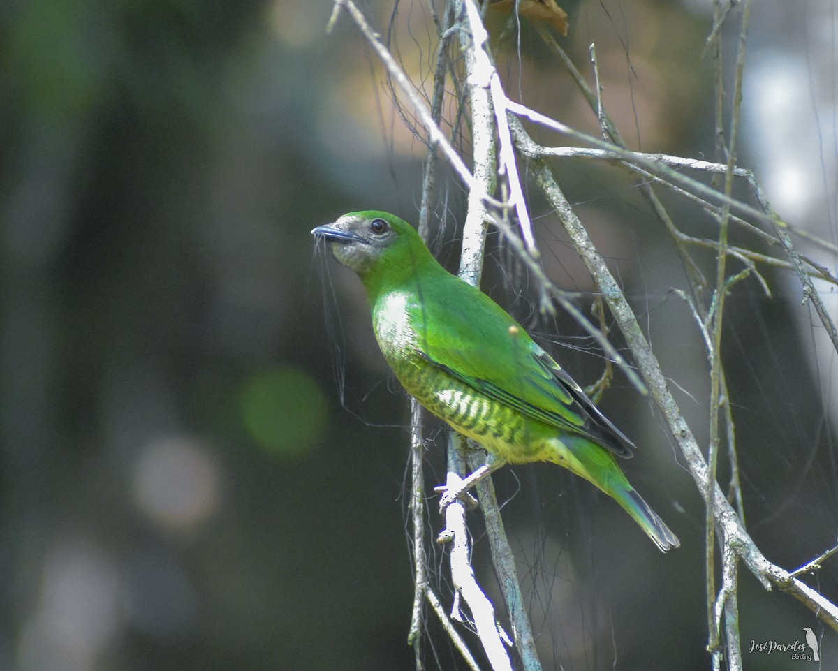 Swallow Tanager - José Maria Paredes