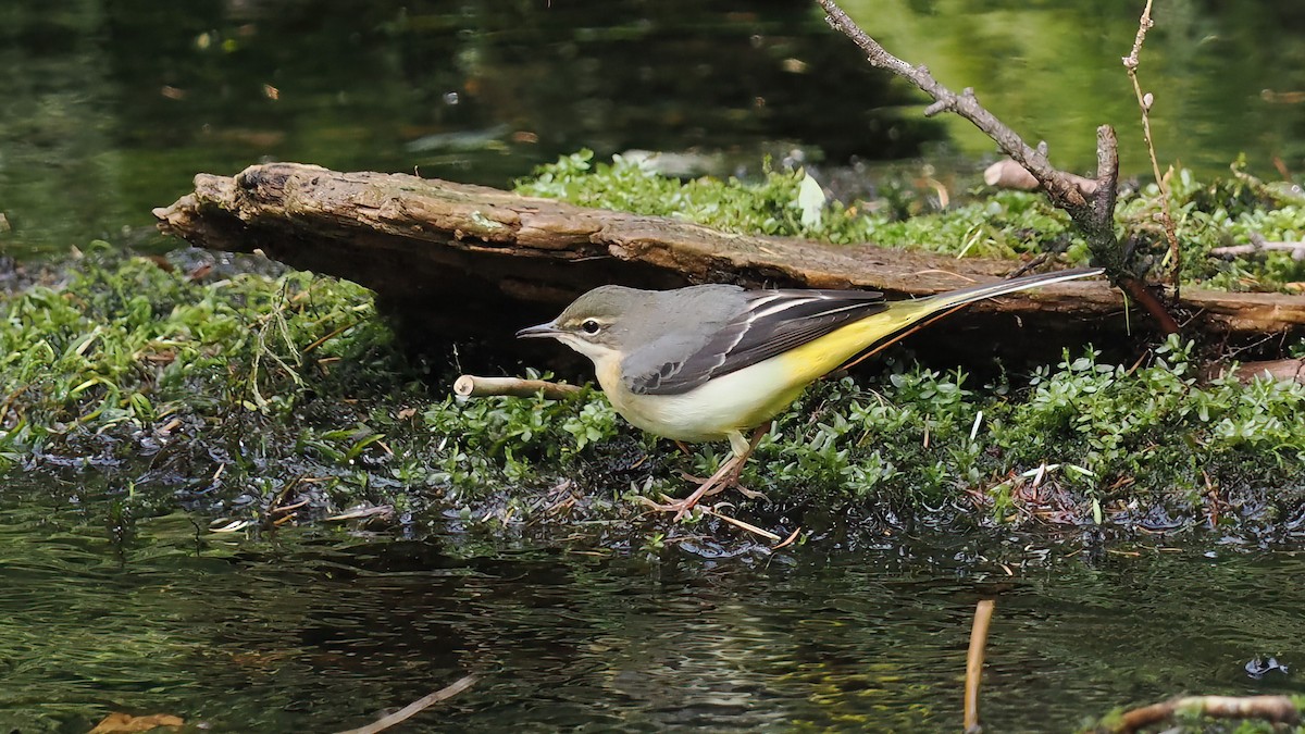 Gray Wagtail - Samantha Lang