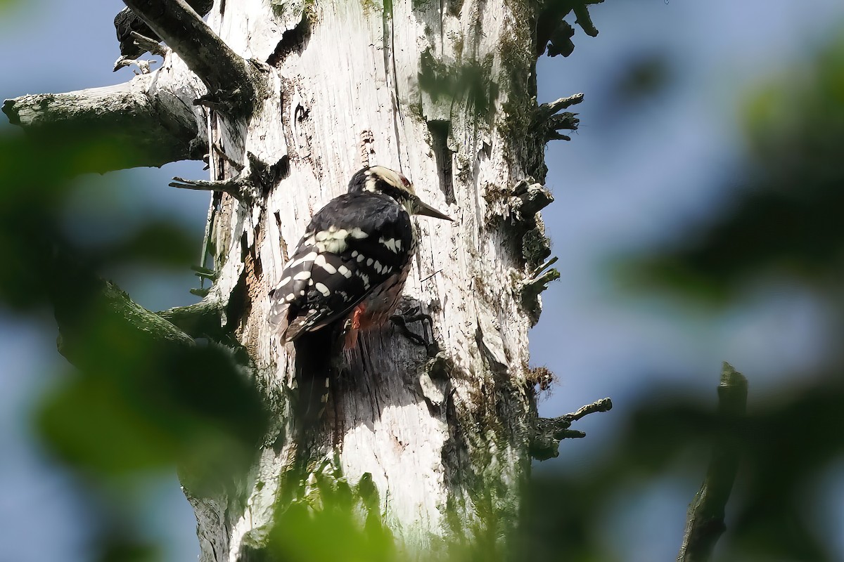 White-backed Woodpecker - ML609707535