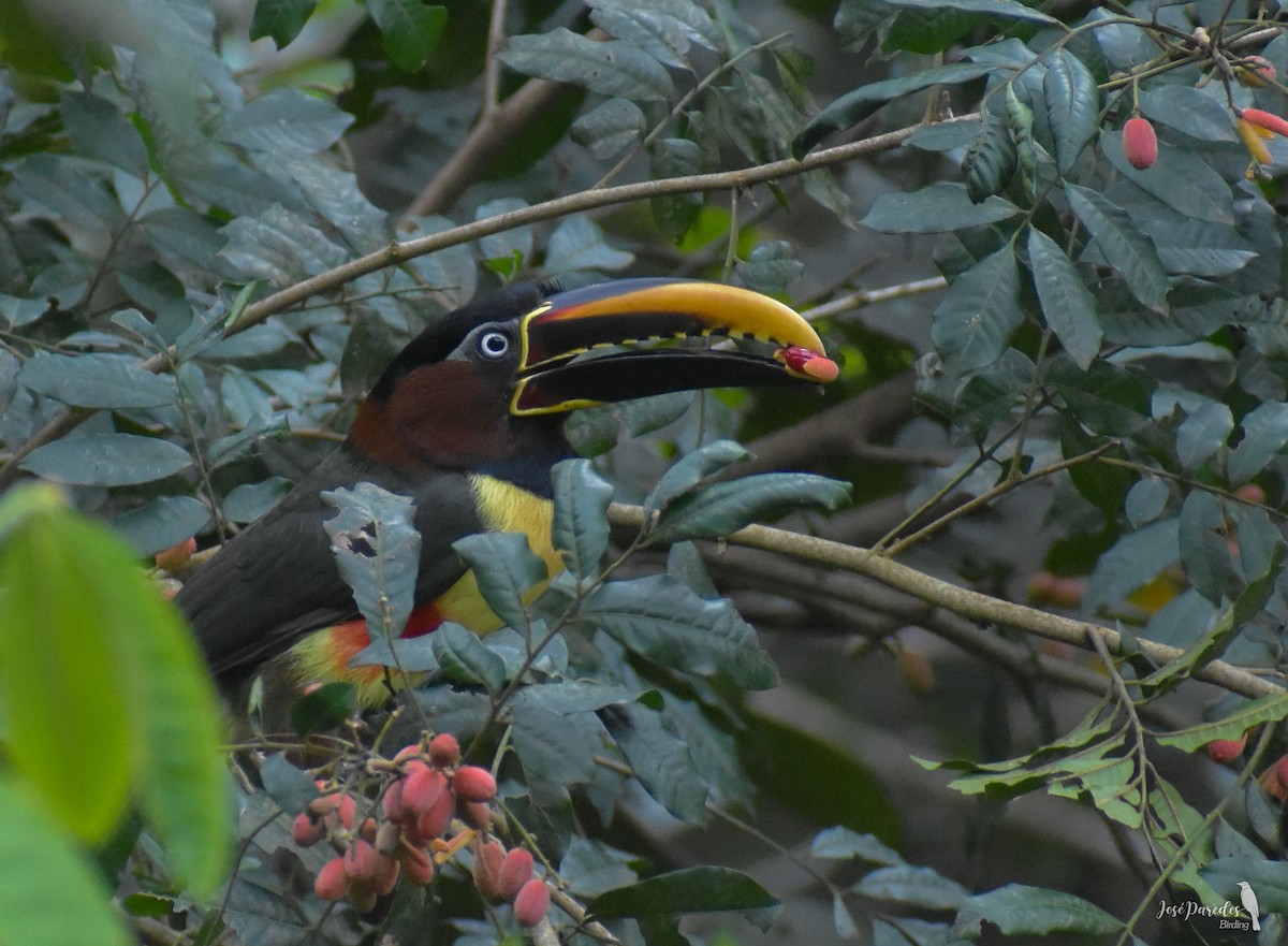 Chestnut-eared Aracari - José Maria Paredes