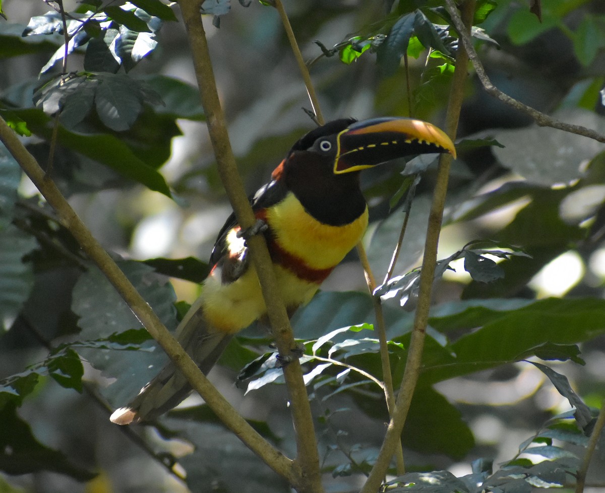 Chestnut-eared Aracari - José Maria Paredes