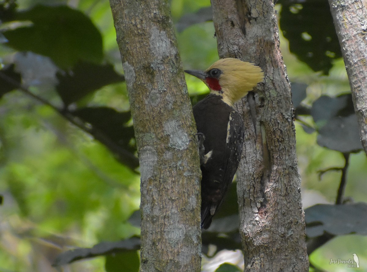 Blond-crested Woodpecker - José Maria Paredes