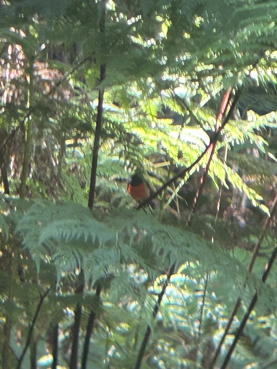 Pacific Robin - ML609707661