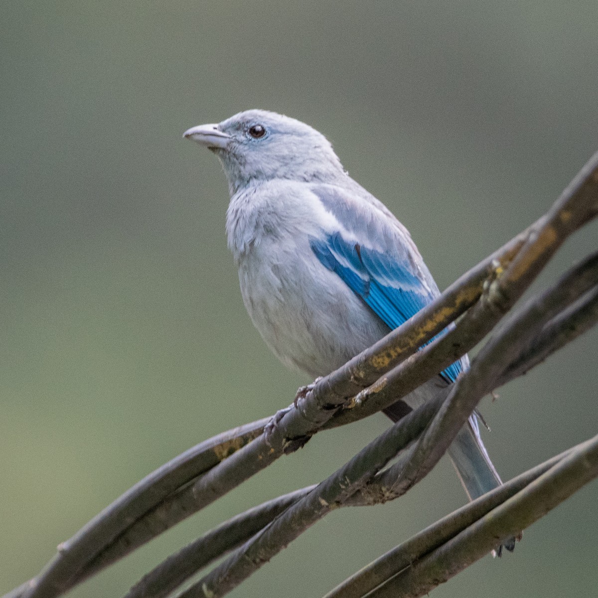 Blue-gray Tanager - ML609707711