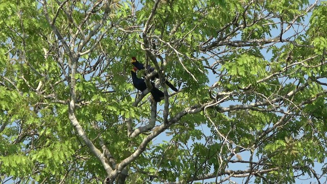 Ross's Turaco - ML609707712