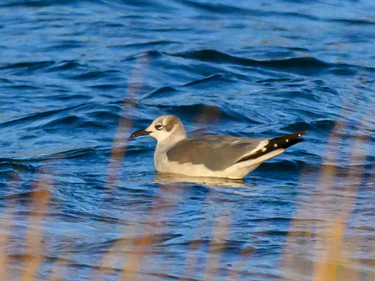 Mouette atricille - ML609707787