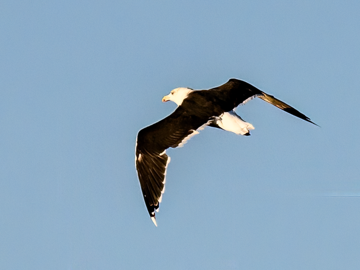 Great Black-backed Gull - ML609707795