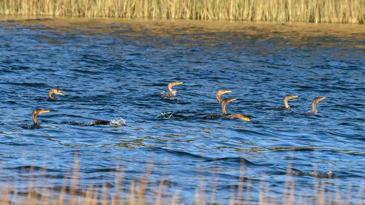 Cormoran à aigrettes - ML609707806