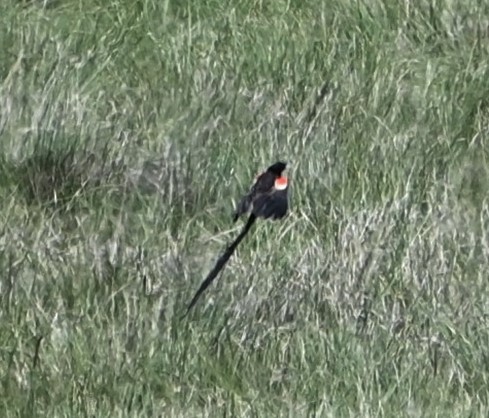 Long-tailed Widowbird - ML609707814