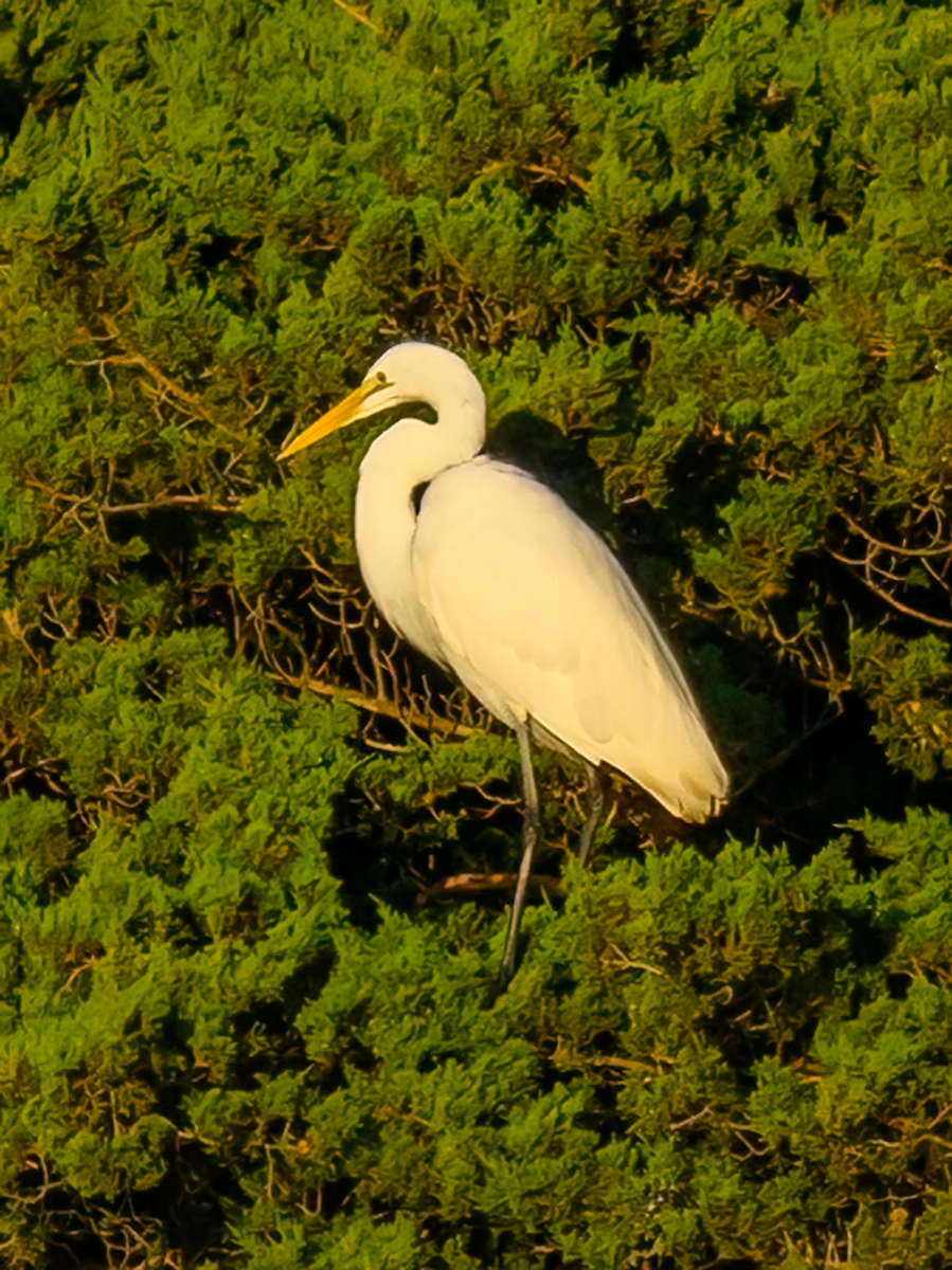 Grande Aigrette - ML609707816