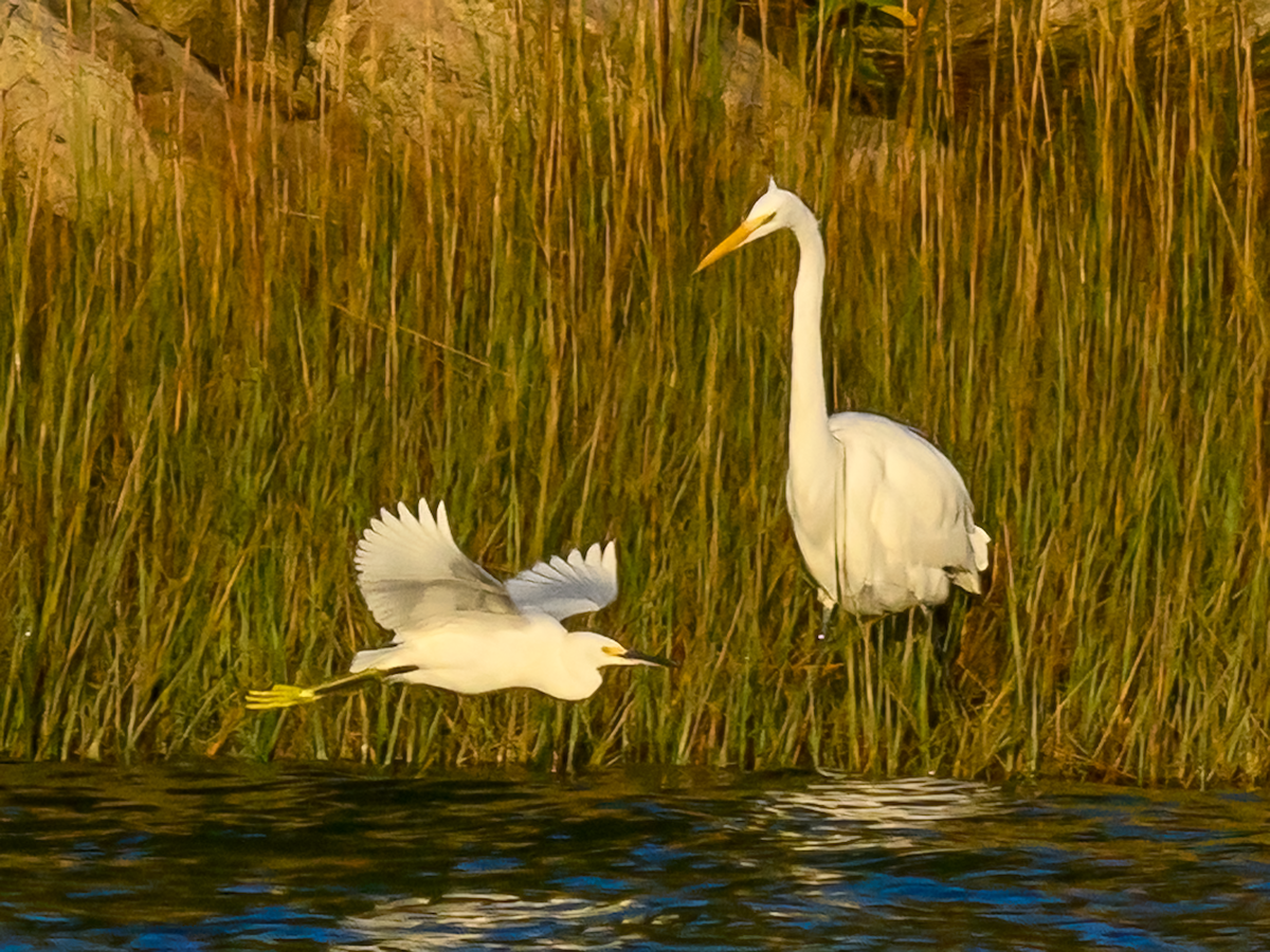 Great Egret - ML609707817