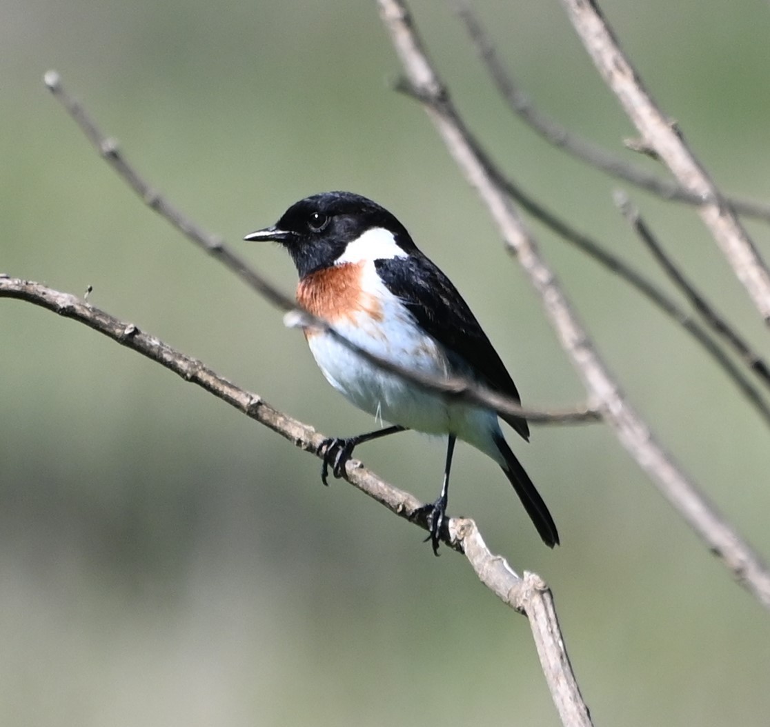 African Stonechat - ML609707829