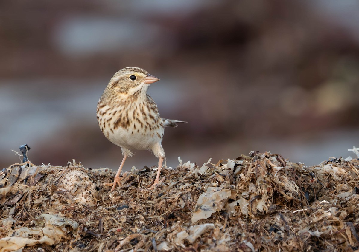 Savannah Sparrow (Ipswich) - ML609707867