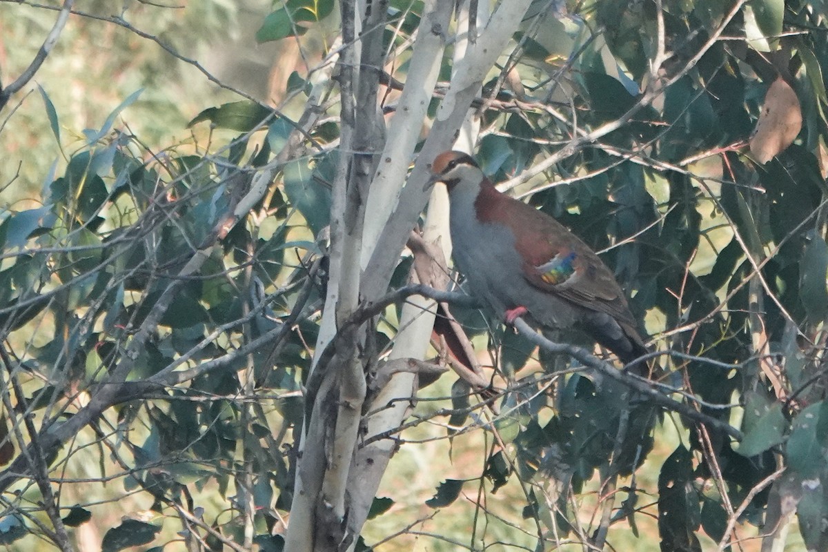 Brush Bronzewing - ML609707873