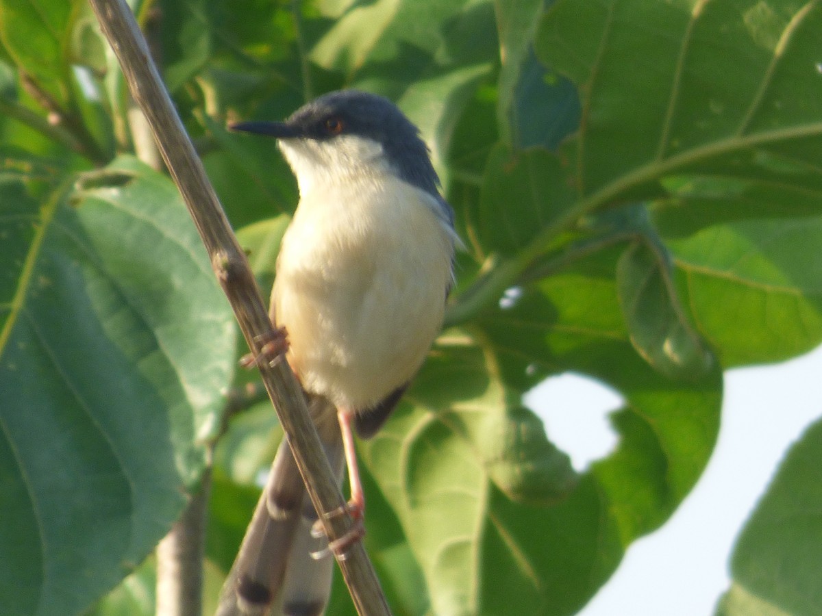 Ashy Prinia - ML609707874