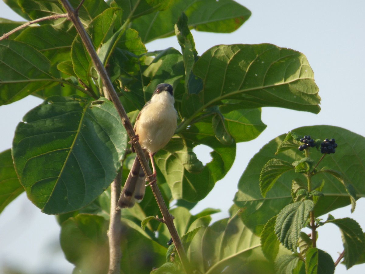Ashy Prinia - ML609707875