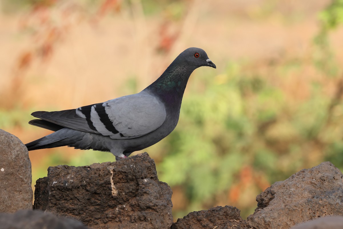 Paloma (Columba) sp. - ML609707912