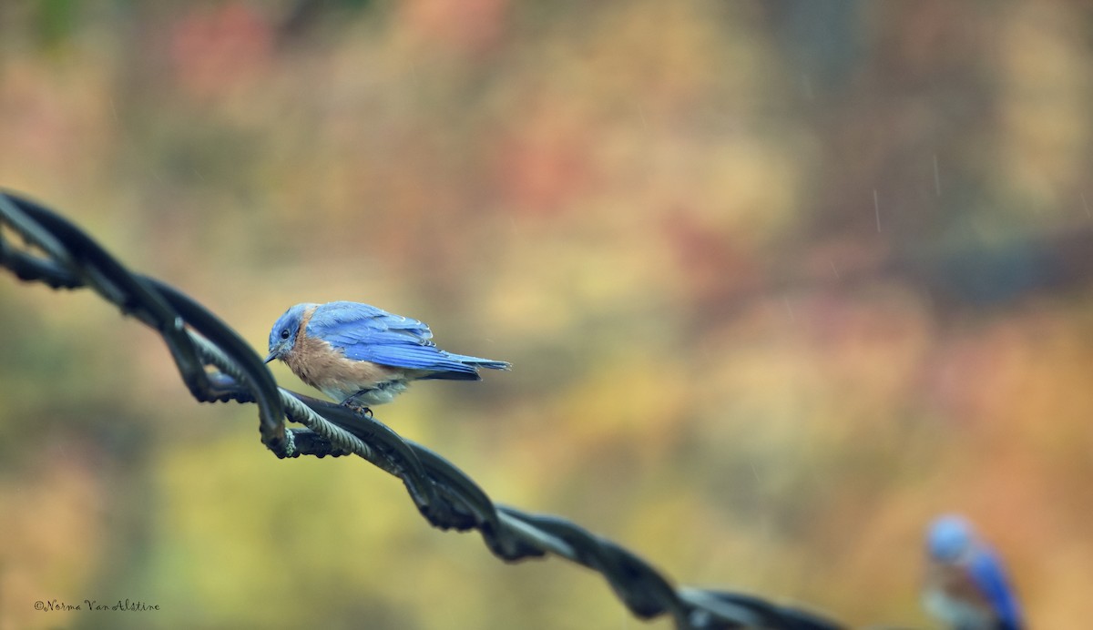 Eastern Bluebird - ML609708010