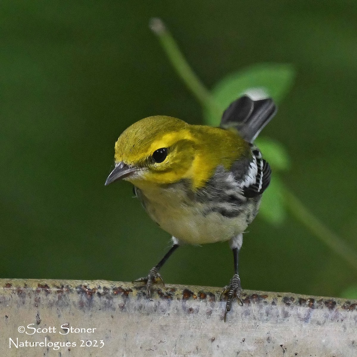 Black-throated Green Warbler - ML609708155