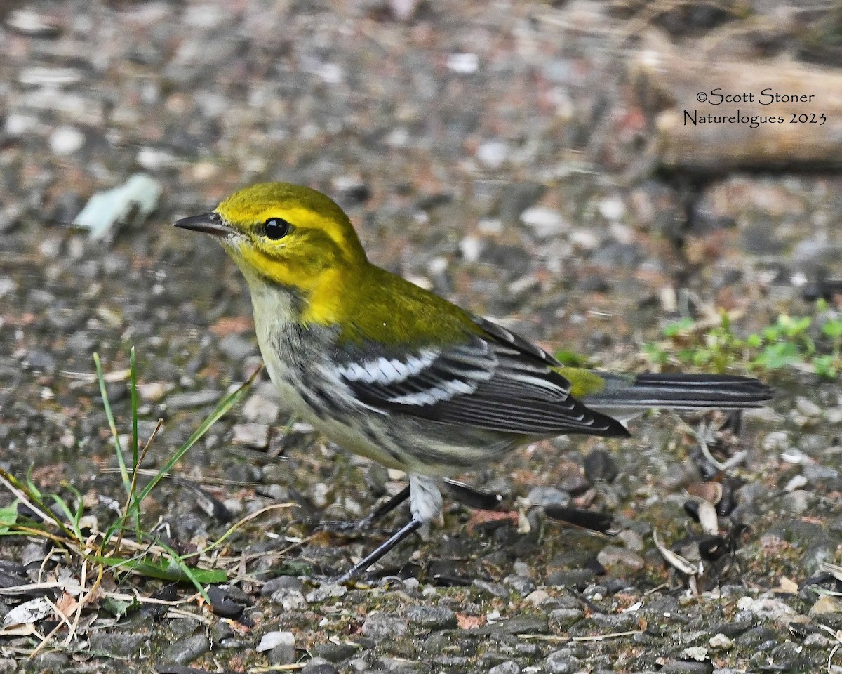 Black-throated Green Warbler - ML609708157