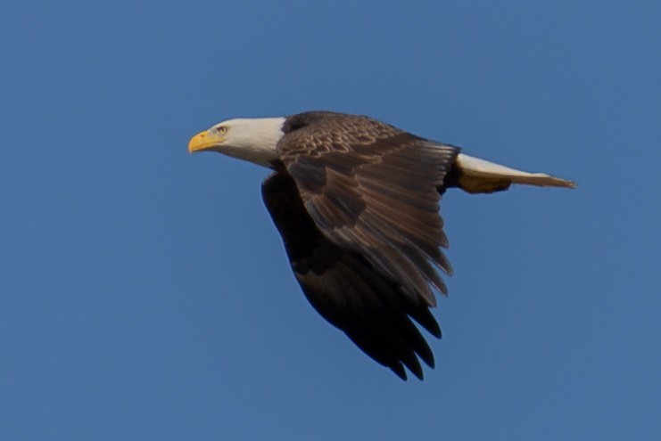 Bald Eagle - ML609708204