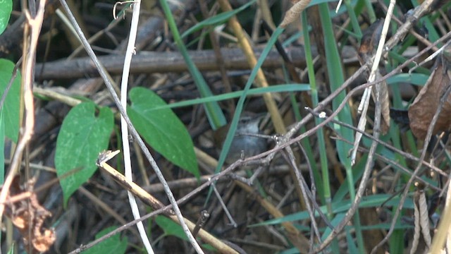 Bamboo Warbler - ML609708320