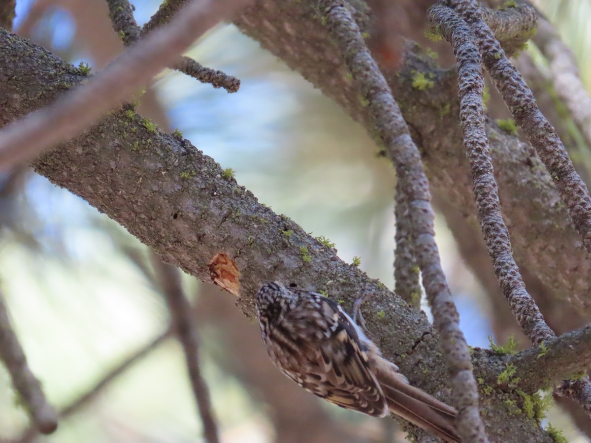 Brown Creeper - ML609708326