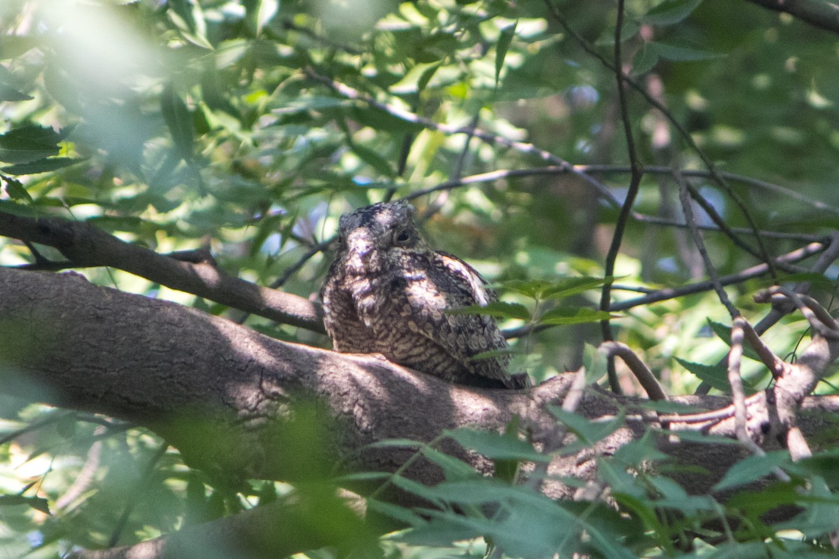 Jungle Nightjar - ML609708528