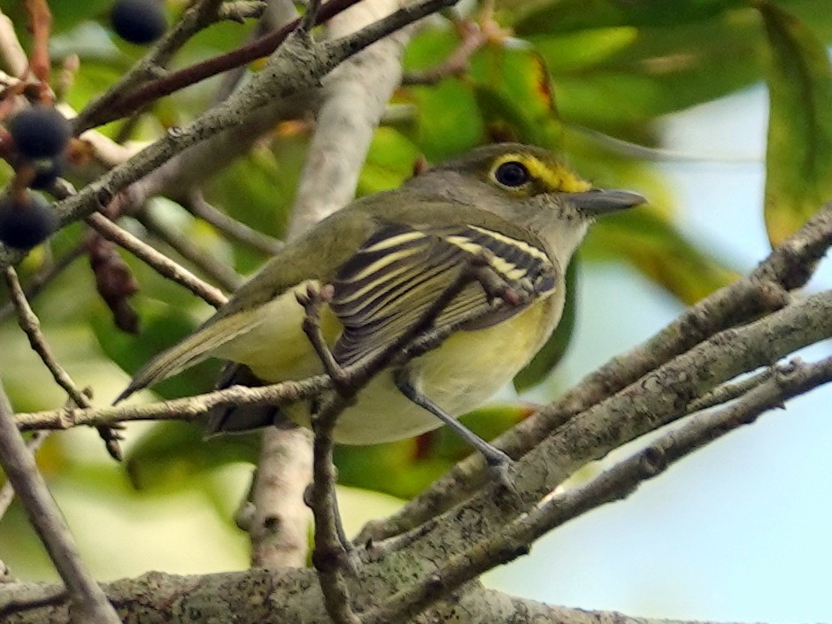 Vireo Ojiblanco - ML609708634